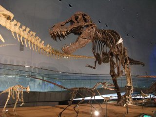 Conoce a los dinosaurios: 5 lugares recomendados en Dinosaur Kingdom Fukui