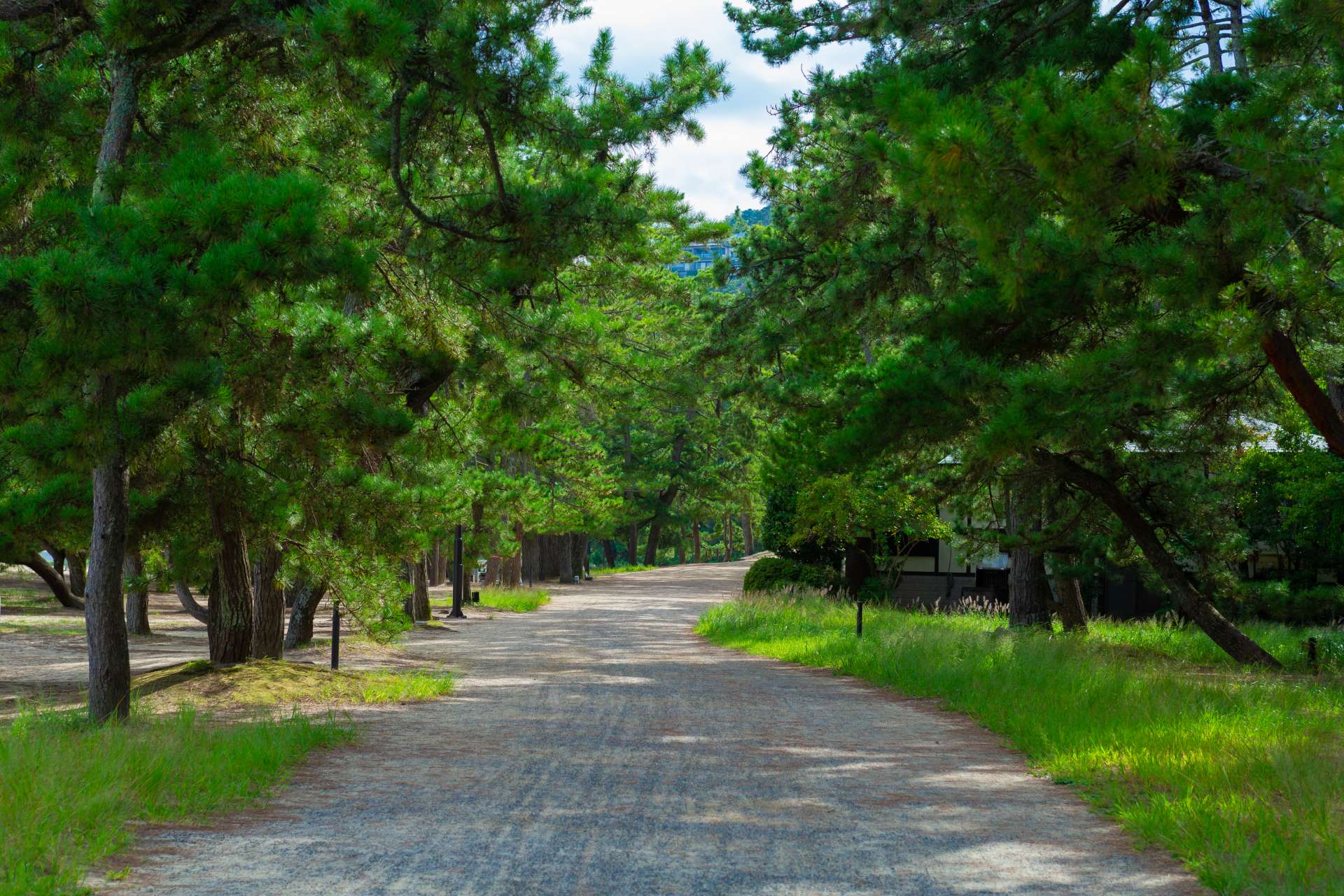 El camino en Amanohashidate. Tan refrescante caminar entre pinos.
