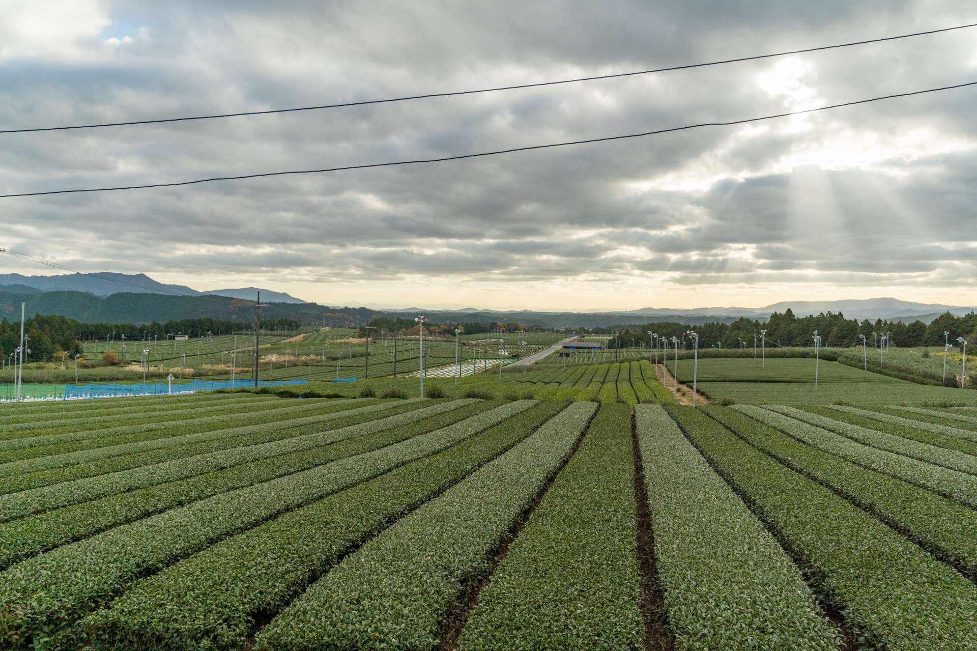 "Tongu Daichaen" possède la plus grande échelle de la préfecture de Shiga. La plantation de thé vert s'étend à l'infini