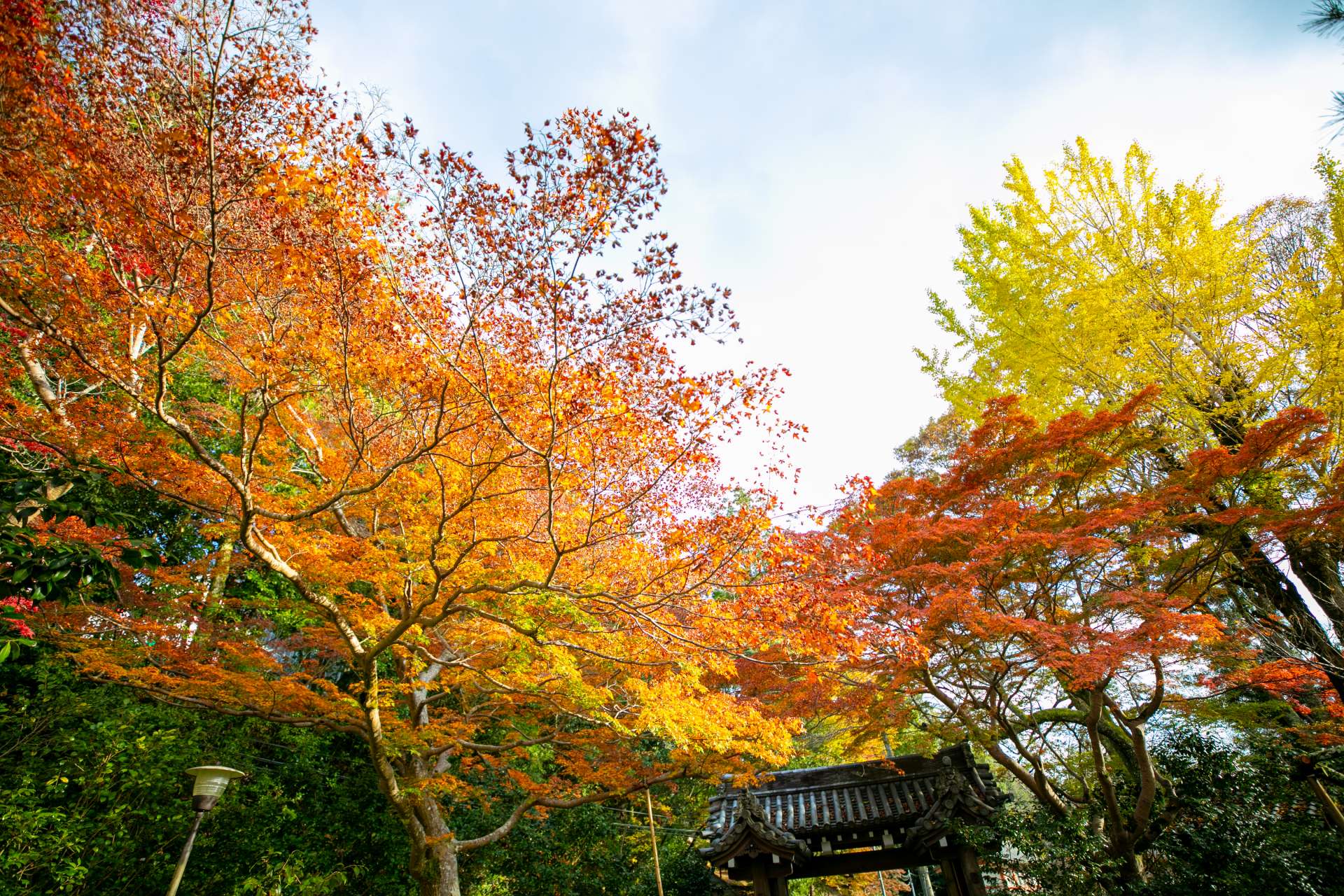 在吉野丰富而严酷的自然环境中，日本特有的宗教修验道一直延续至今。