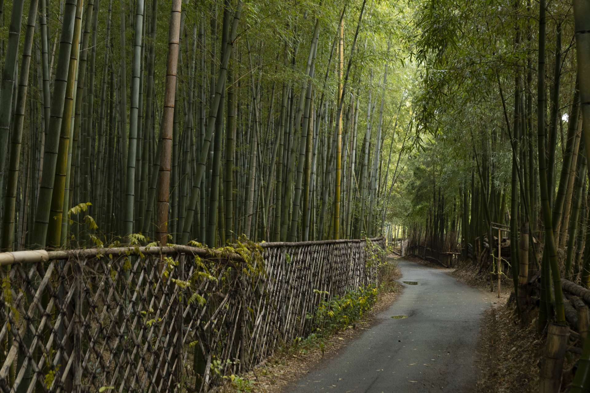 竹林の道は、京都人の秘密のスポットです。