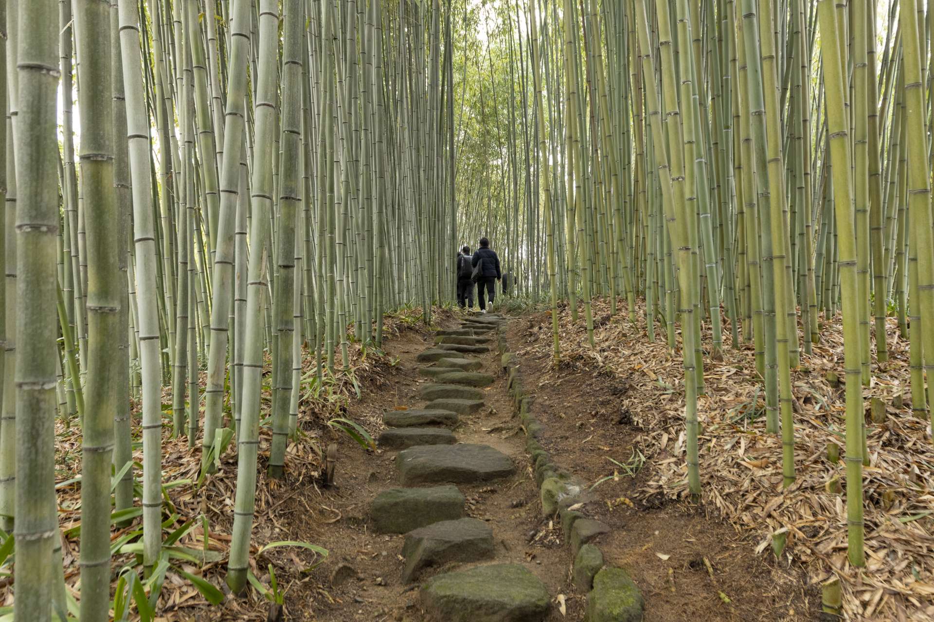A stroll through the Kyoto City Rakusai Bamboo Park.