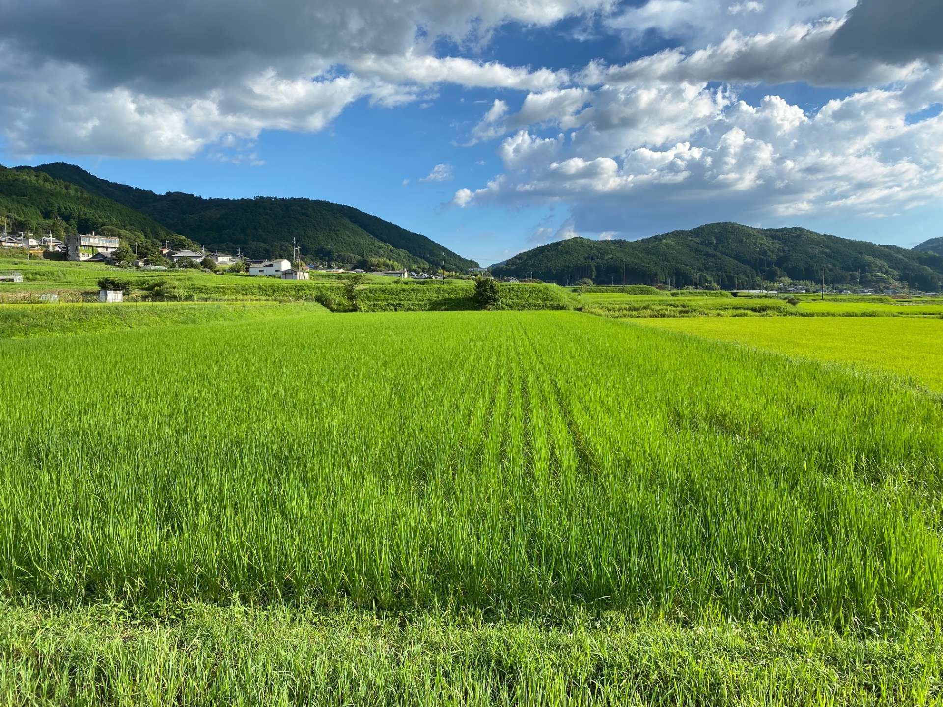 Sake rice is cultivated in the brewery's own fields in Nose Town during the summer.