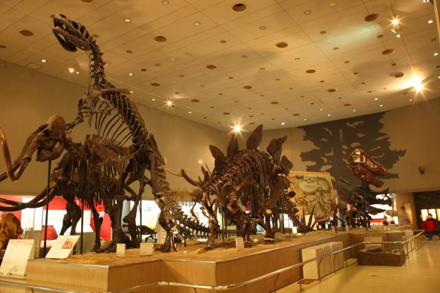 Musée d'histoire naturelle de la ville d'Osaka