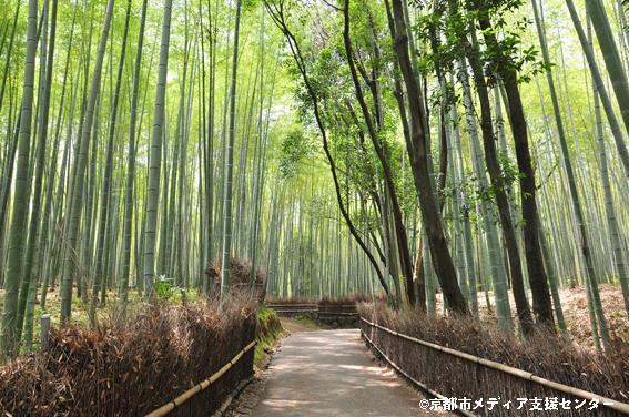 Camino estrecho de la arboleda de bambú