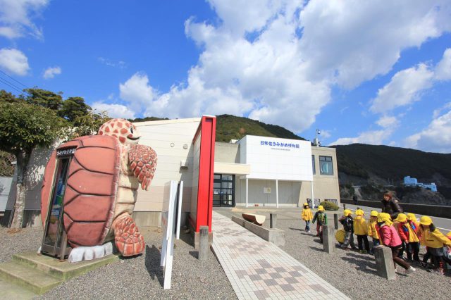 Hiwasa 海龜博物館 Caretta