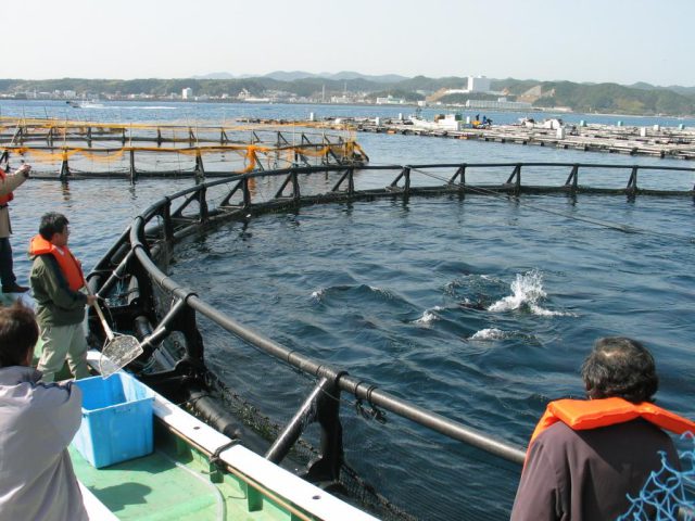 Experiencia en cultivo de atún rojo