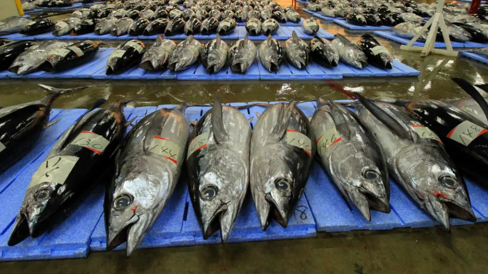 Dive into Japan's fish market culture in Nachi-Katsuura