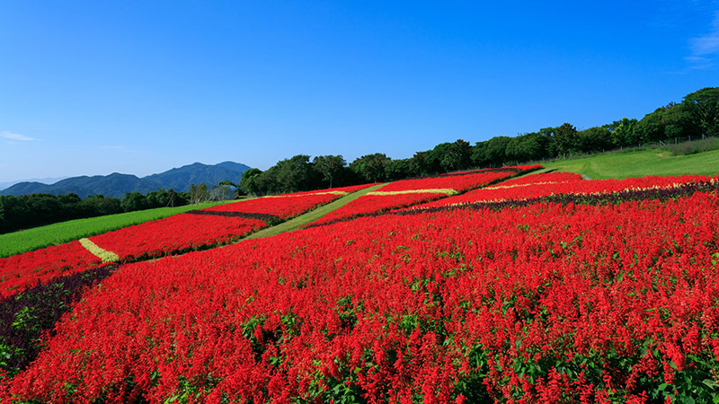 Hyogo Prefectural Awaji Hanasajiki Park