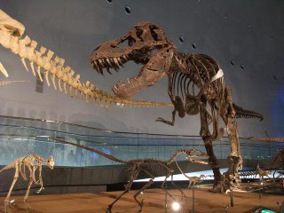 À la rencontre des dinosaures ? 5 endroits recommandés au royaume des dinosaures à Fukui