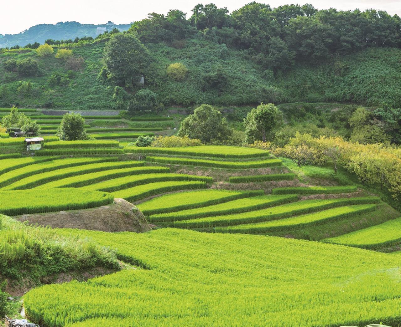 寻找日本的原始风景