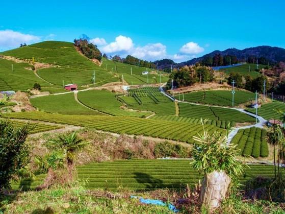 不僅僅是抹茶——發現京都獨特的日本茶區