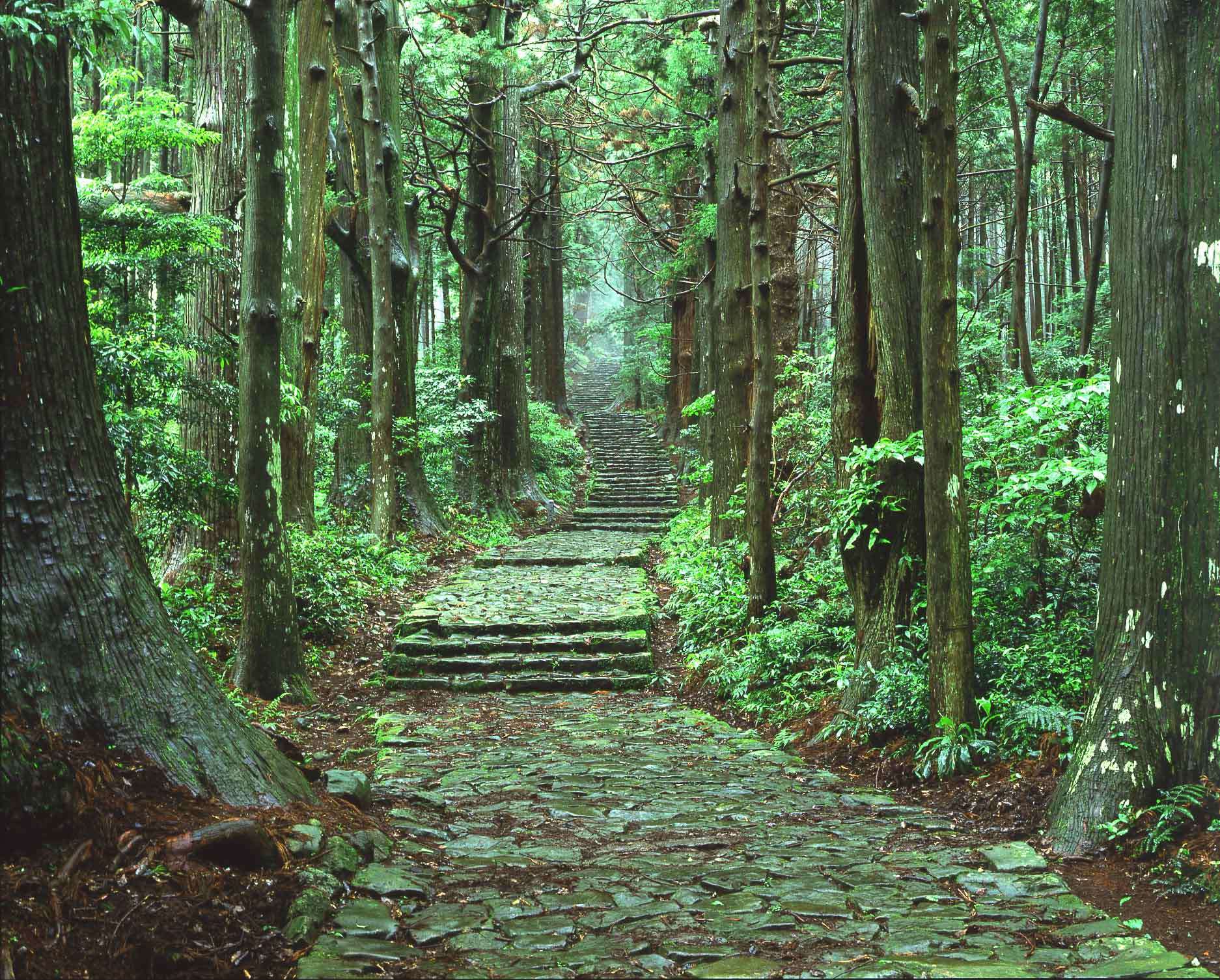 El antiguo camino que conduce al Kumano Sanzan está envuelto en aire fresco.