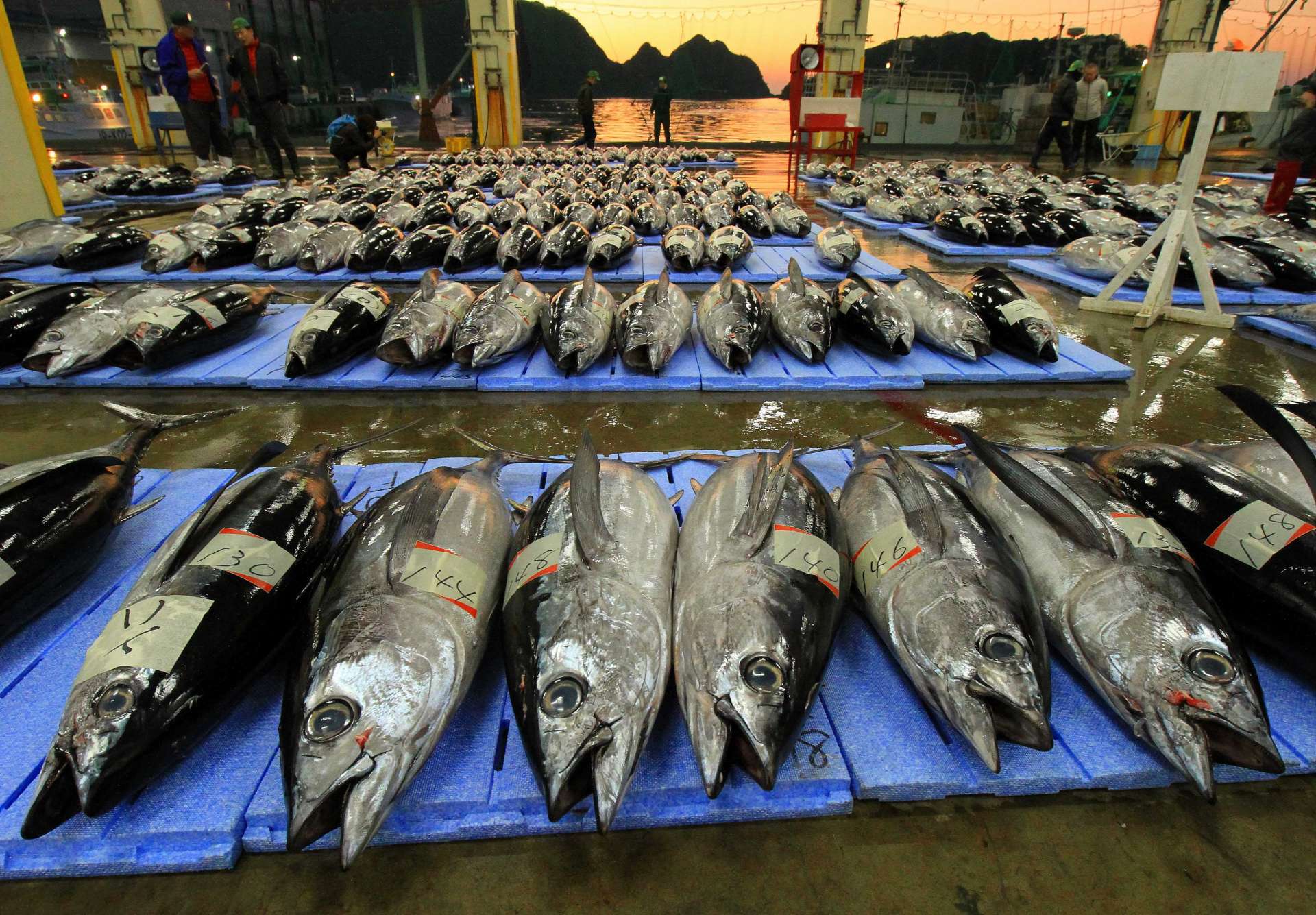 Katsuura Fishing Port boasts the biggest catches of fresh tuna in Japan. The inns, eateries, and self-service sales locations in Nachikatsuura Town all offer fresh tuna.

