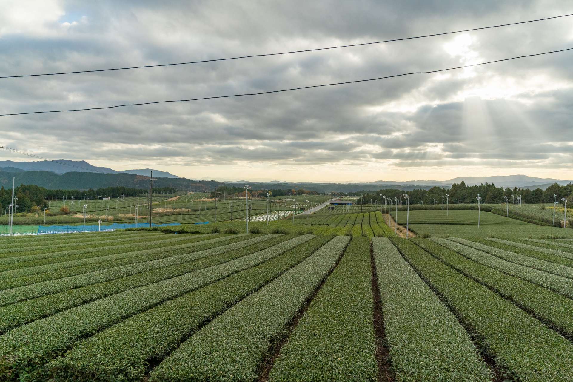 "Tongu Daichaen" cuenta con la mayor escala en la prefectura de Shiga. La plantación de té verde se extiende sin cesar