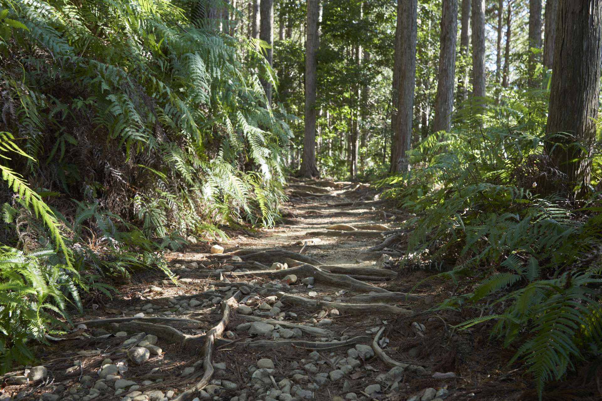 熊野古道是保留在熊野山区的参拜路线。这条路有很多人走过，因此被称为蚂蚁的熊野巡礼。