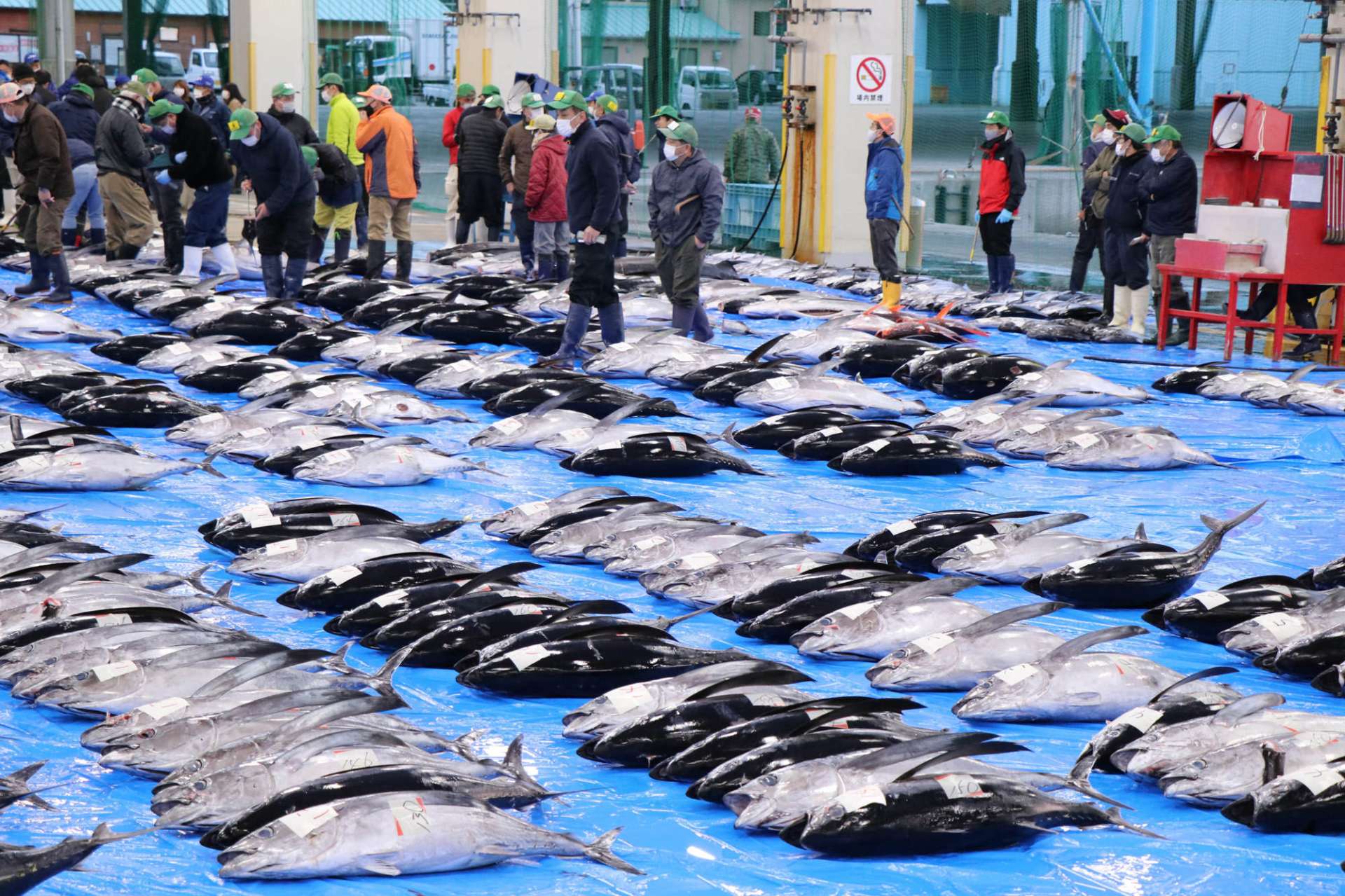 Fresh tuna, the pride of Katsuura, covering the entire floor of the auction hall makes for quite a sight.