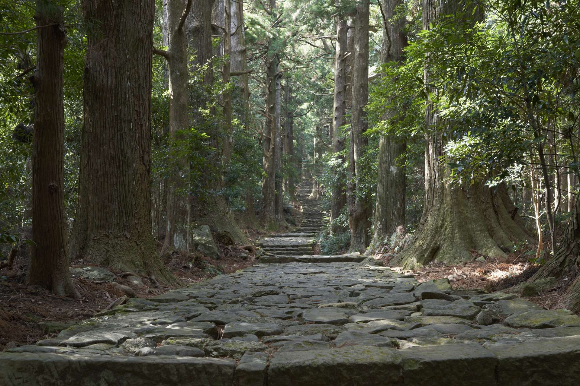 The beauty of the ancient road is magnified by sunlight filtering through the trees.