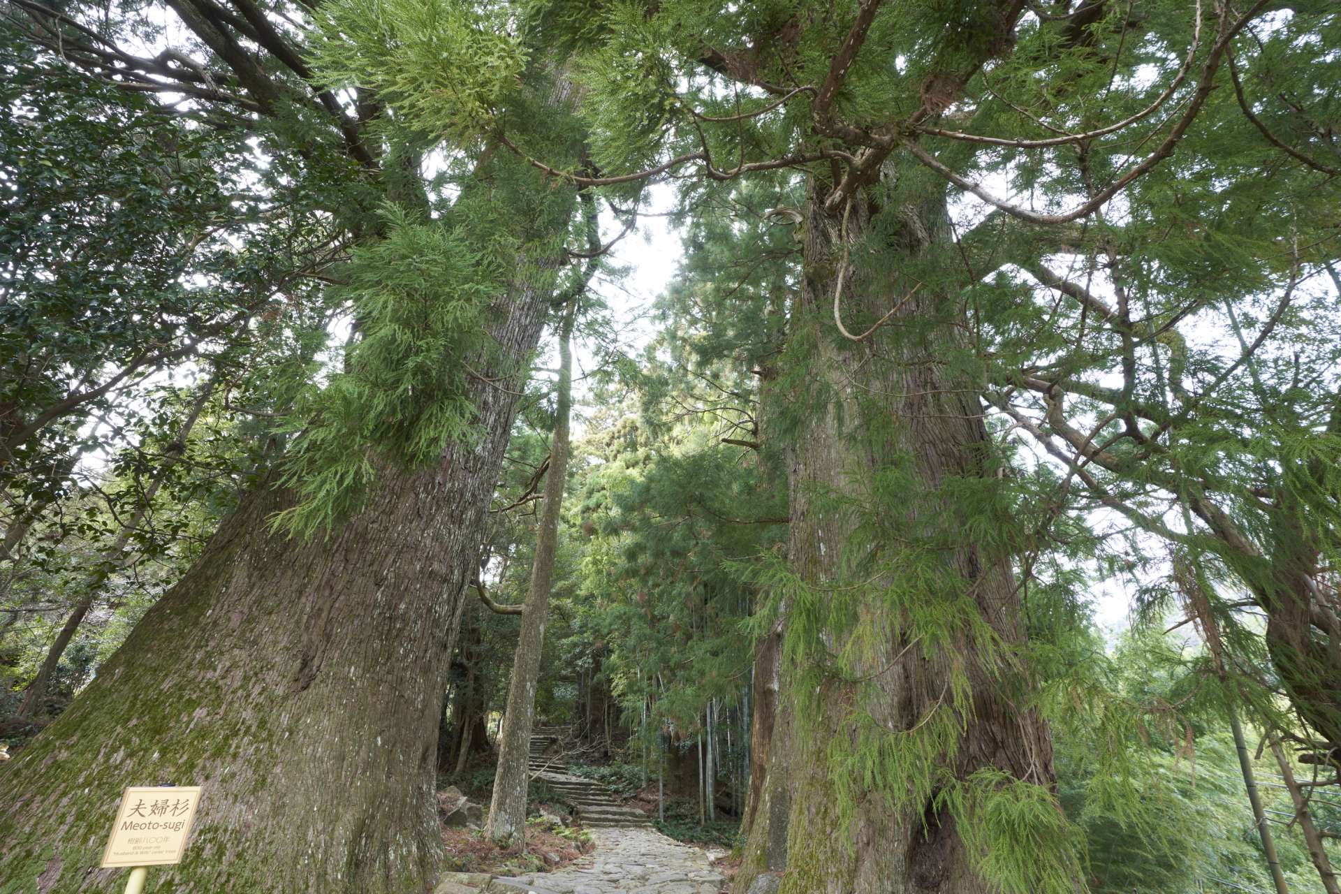 樹齢800年の老杉が仲睦まじく並ぶ、夫婦杉