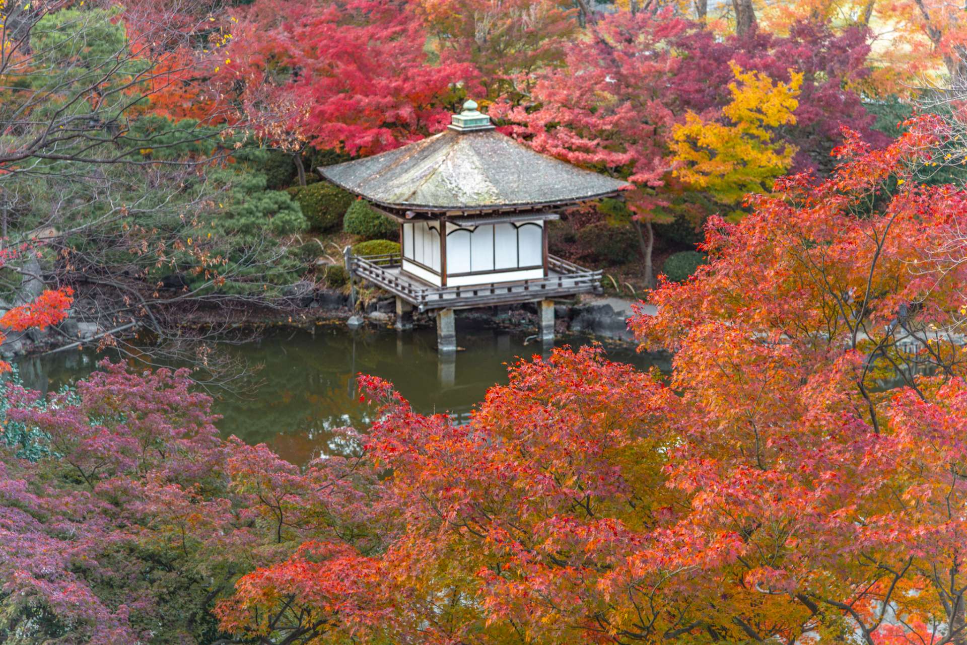 這座日式花園也被稱為 Momijidani（“楓谷”）花園，因其秋天的景色而特別受歡迎。