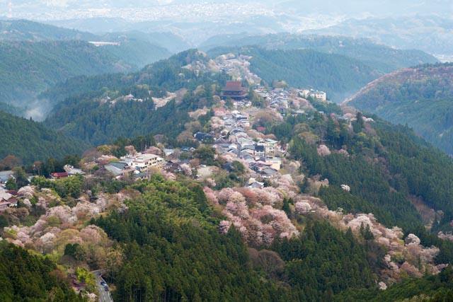 最佳觀賞時間：4月初至4月下旬