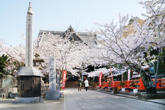 例年の見頃：3月下旬～4月上旬