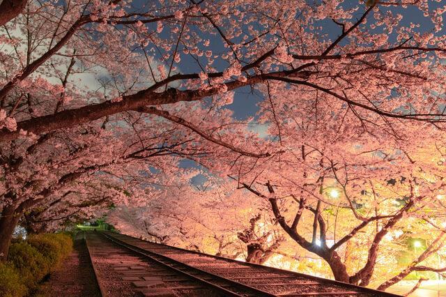 5 Best Cherry Blossom Viewing Spots in the Kansai Area