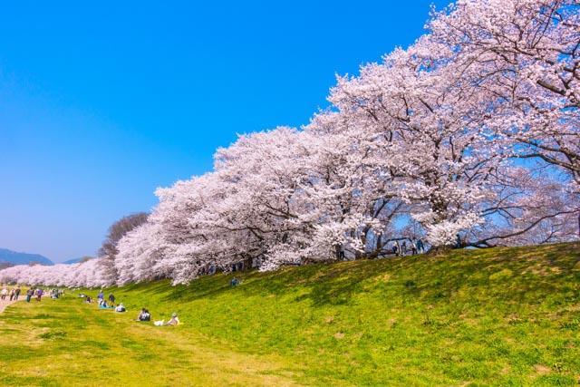 Best time to view the cherry blossoms: Early April