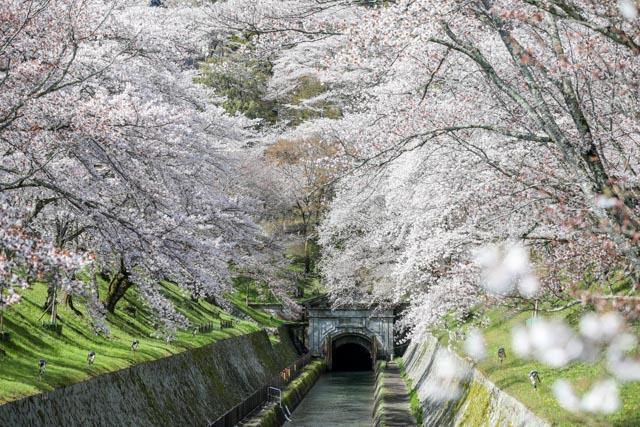 Best time to view the cherry blossoms: Late March to mid-April