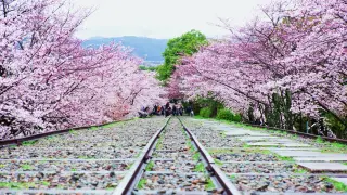 5 Best Cherry Blossom Viewing Spots in the Kansai Area