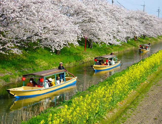 Suigo the Omihachiman riverside district:a registered Ramsar wetland and one of the three most popular wetland attractions in Japan(Omihachiman City)