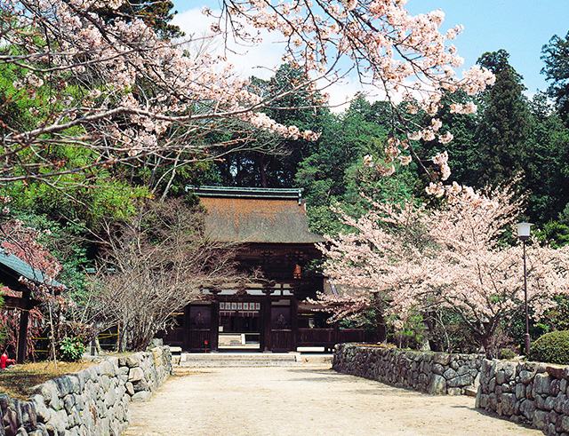 甲賀衆結束の場、
油日（あぶらひ）神社