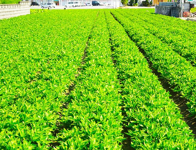 Indigo plant fields