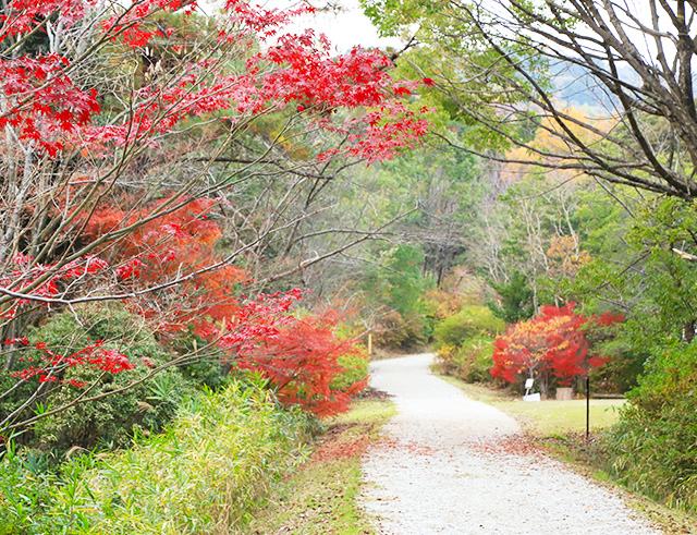 Mimurosan (Mt. Mimuro)