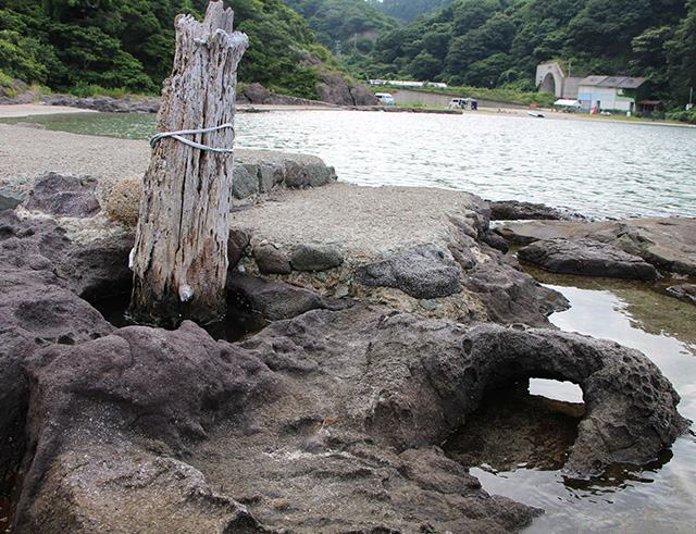 The remains of stakes used by Kitamaebune (Shinonsen Town, Hyogo Prefecture)