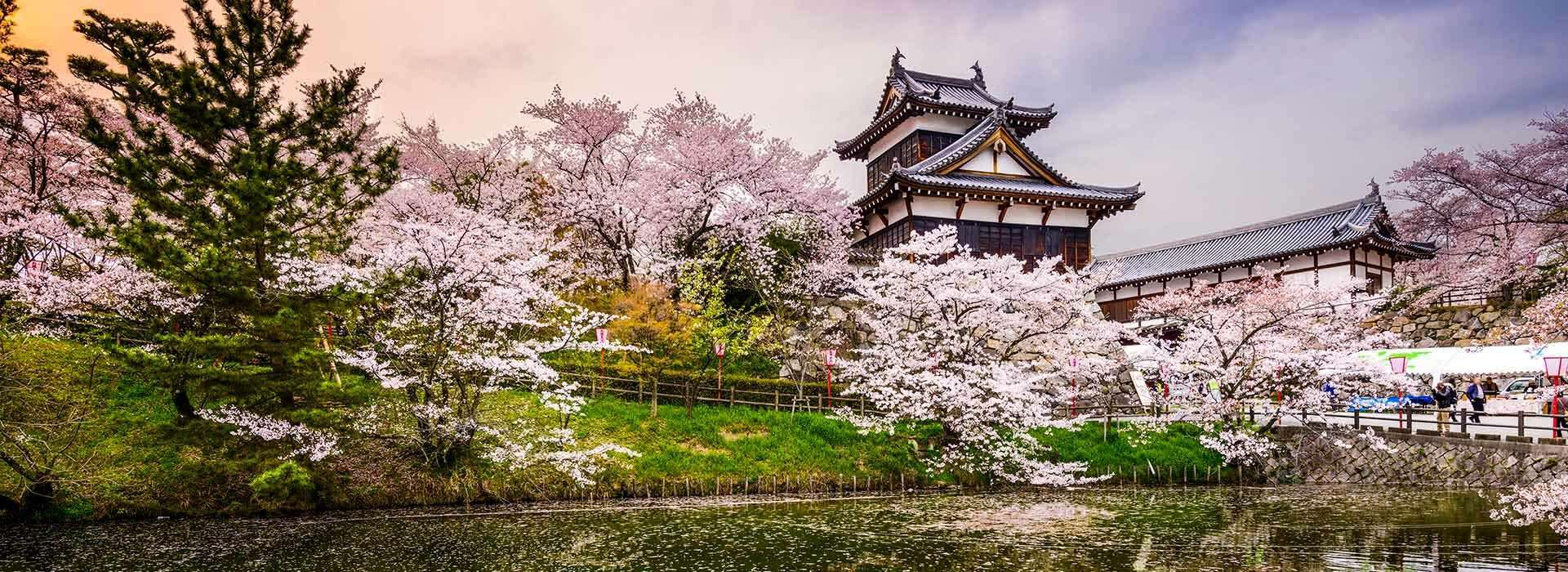 Discover Japan: Where Art Meets Nature
