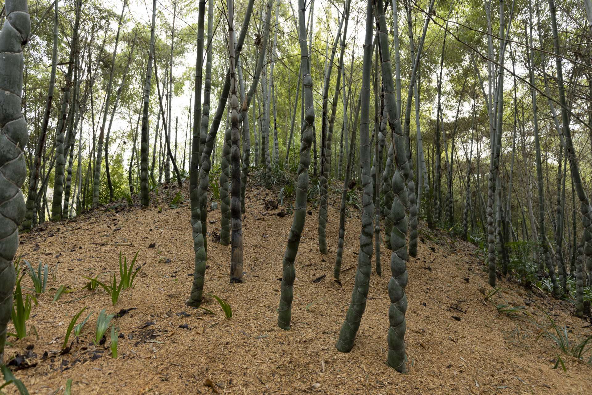 Kikkochiku “tortoise-shell” bamboo transports visitors to another world.