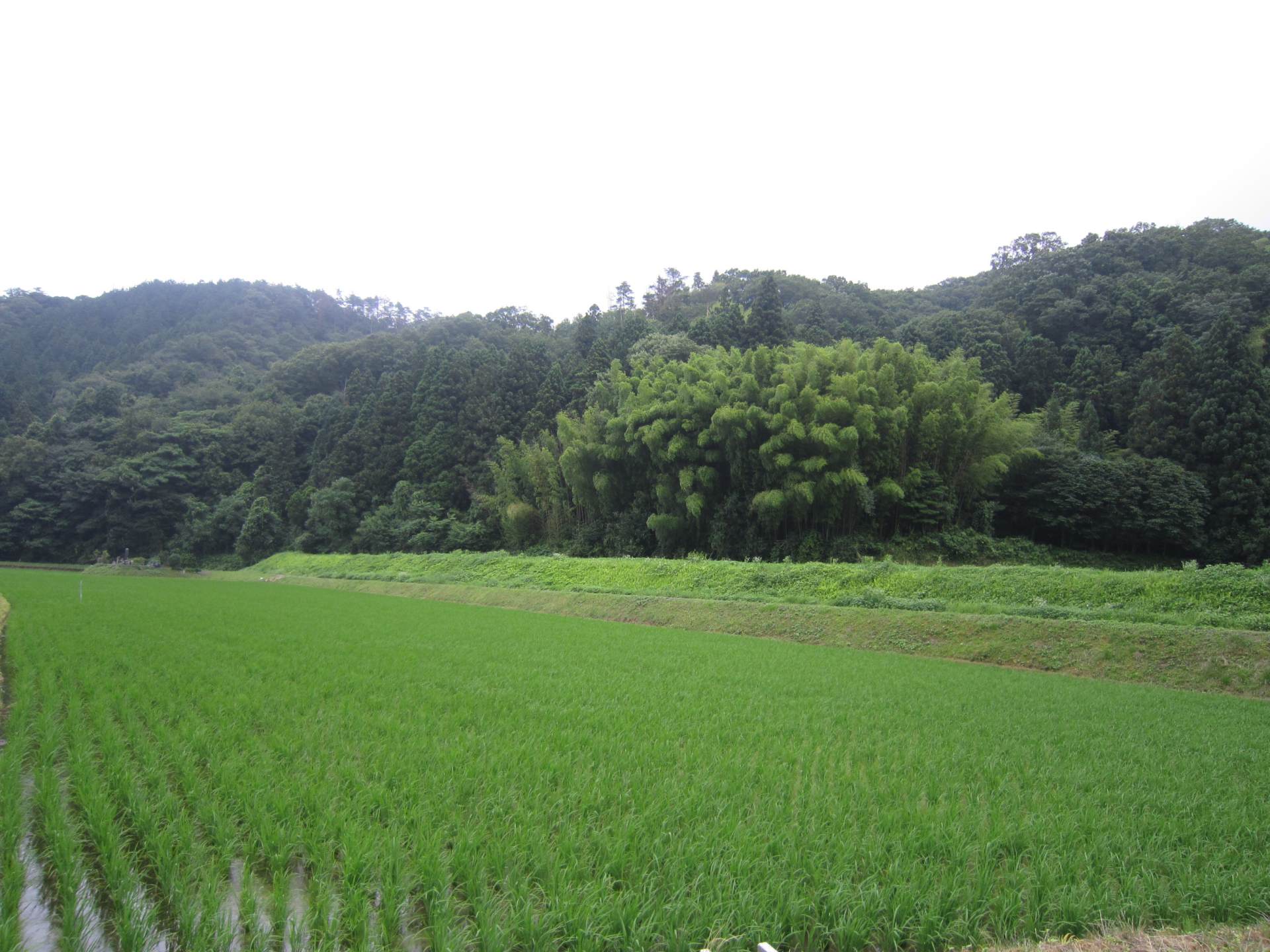 Brewery workers themselves engage in rice cultivation, in the paddy fields at the foot of Mt. Daisen.