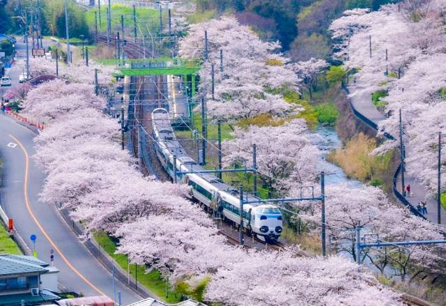 約1000本の桜が咲き誇る絶景を！