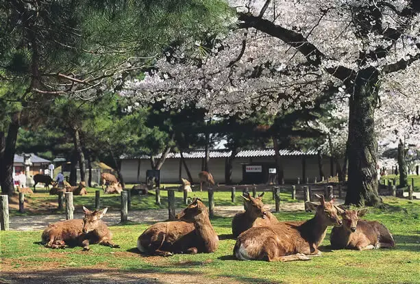 Nara Park