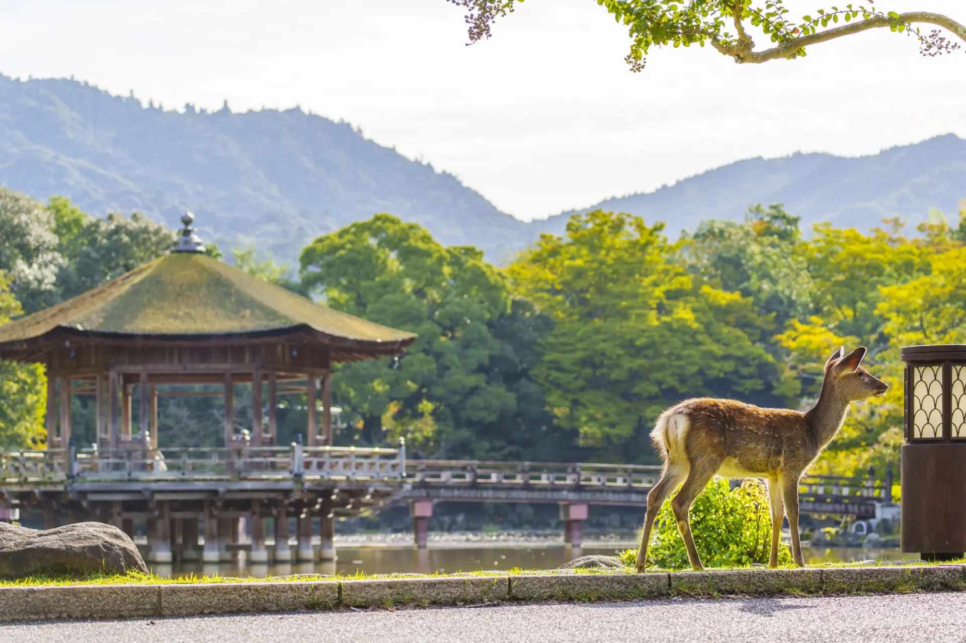 人気の観光スポットが集まる奈良公園を中心に観光しよう