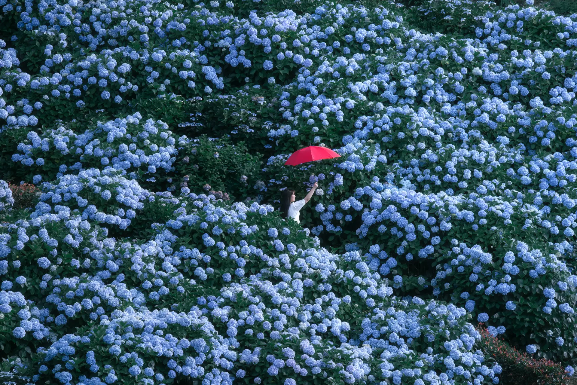 Not Just Cherry Blossoms! 4 Parks for Capturing Stunning Floral Displays |  The KANSAI Guide - The Origin of Japan, KANSAI