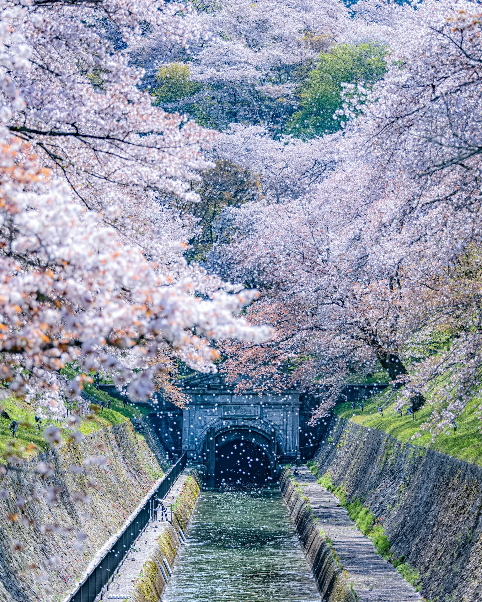 「国宝 琵琶湖疏水 桜吹雪」 小島尚和（kojinao1122）