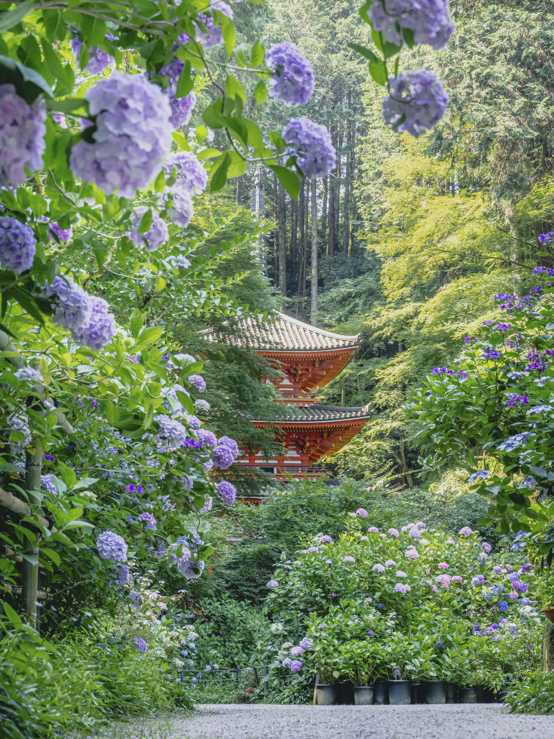「朝日で表情変える八仙花」 しんじ。　