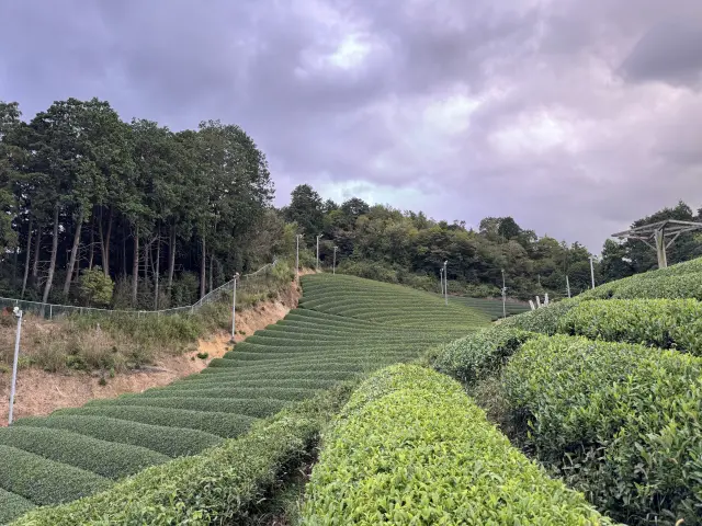 茶畑から京の食卓へ：和束と伏見を巡る旅
