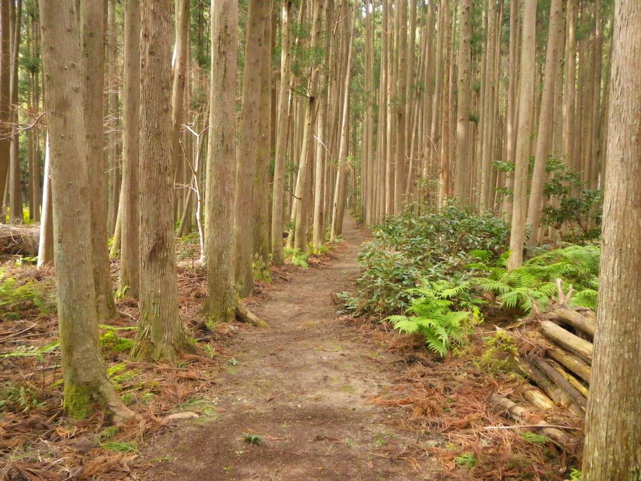 嶋津の筏師の道