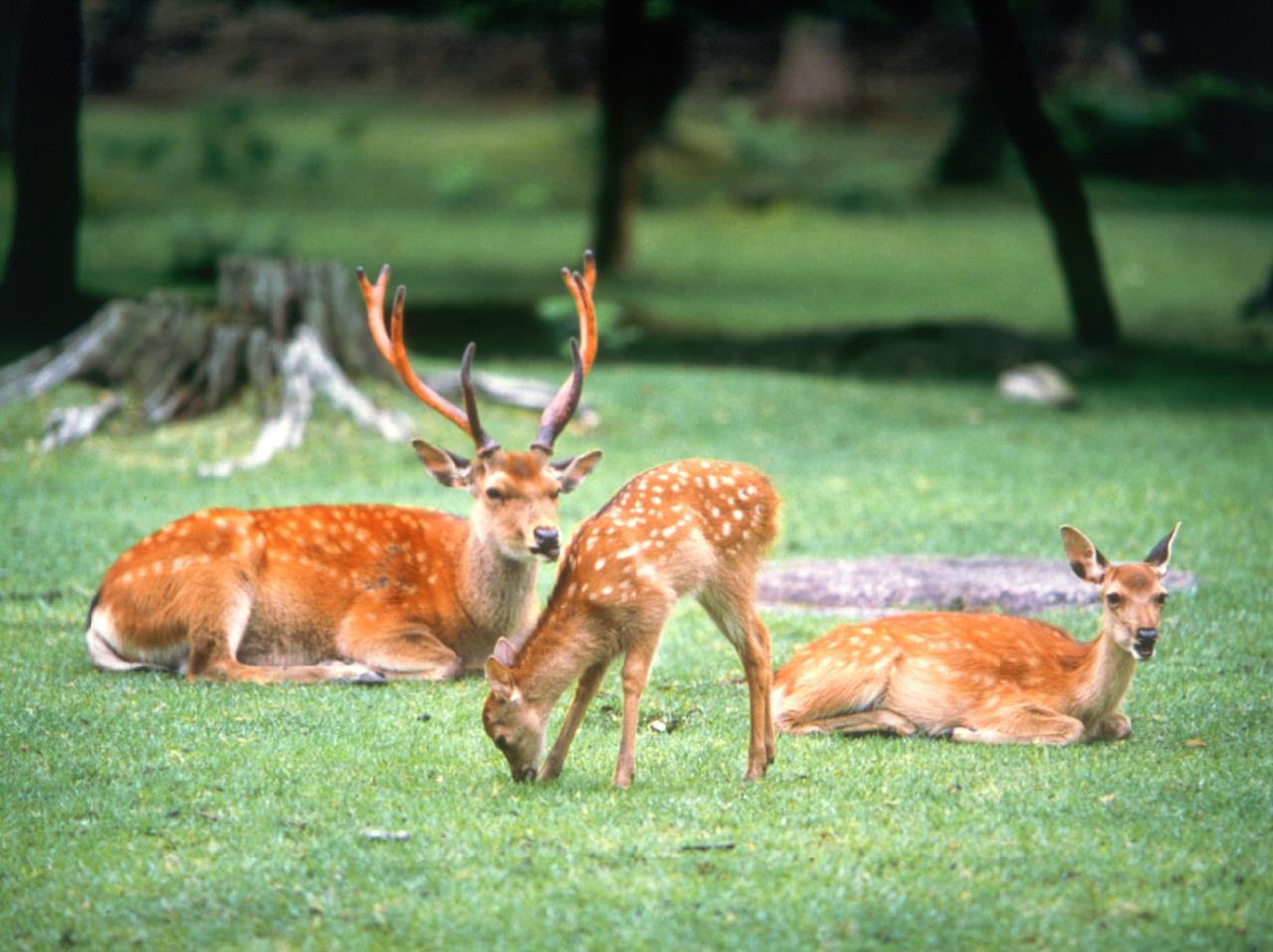 Parque Nara