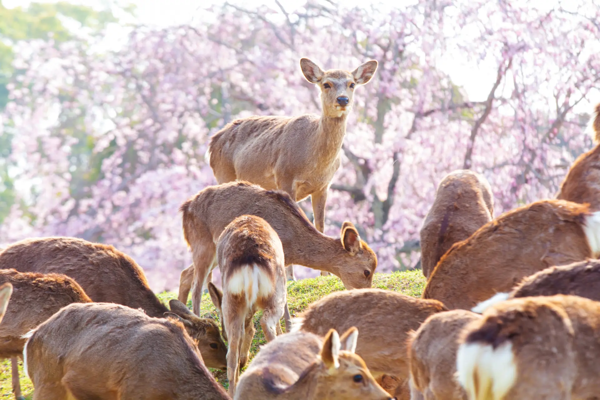 Nara Park | The KANSAI Guide - The Origin of Japan, KANSAI