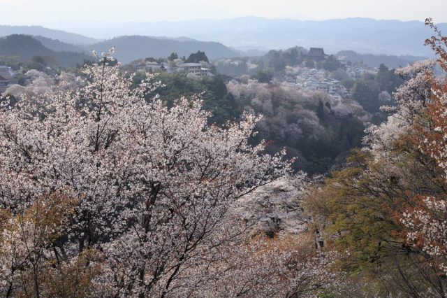 吉野山