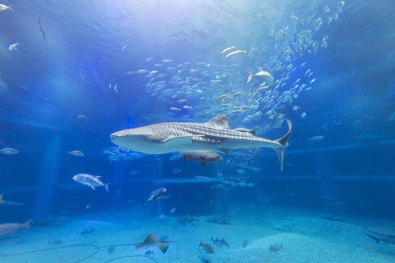 Acuario de osaka